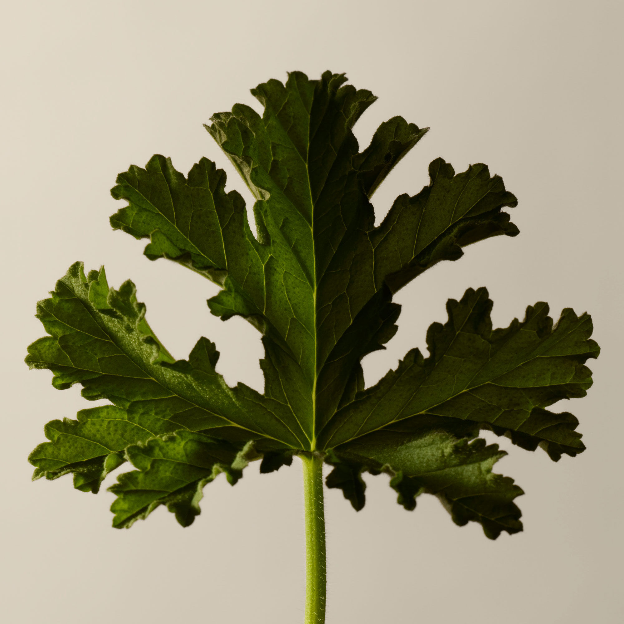 Geranium Leaf Body Scrub