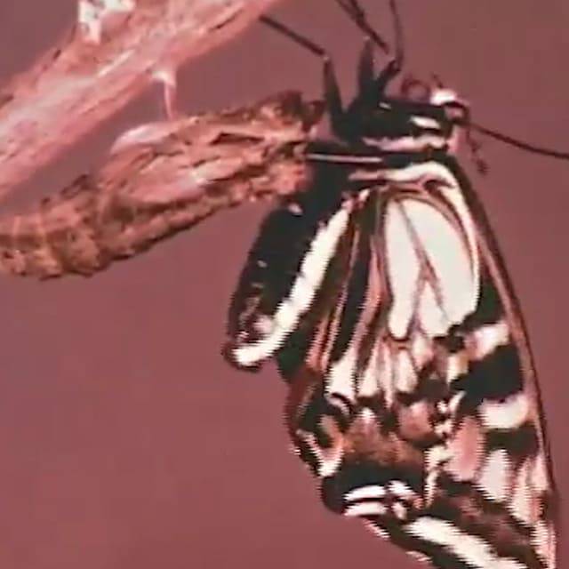 Bild Metamorphose
