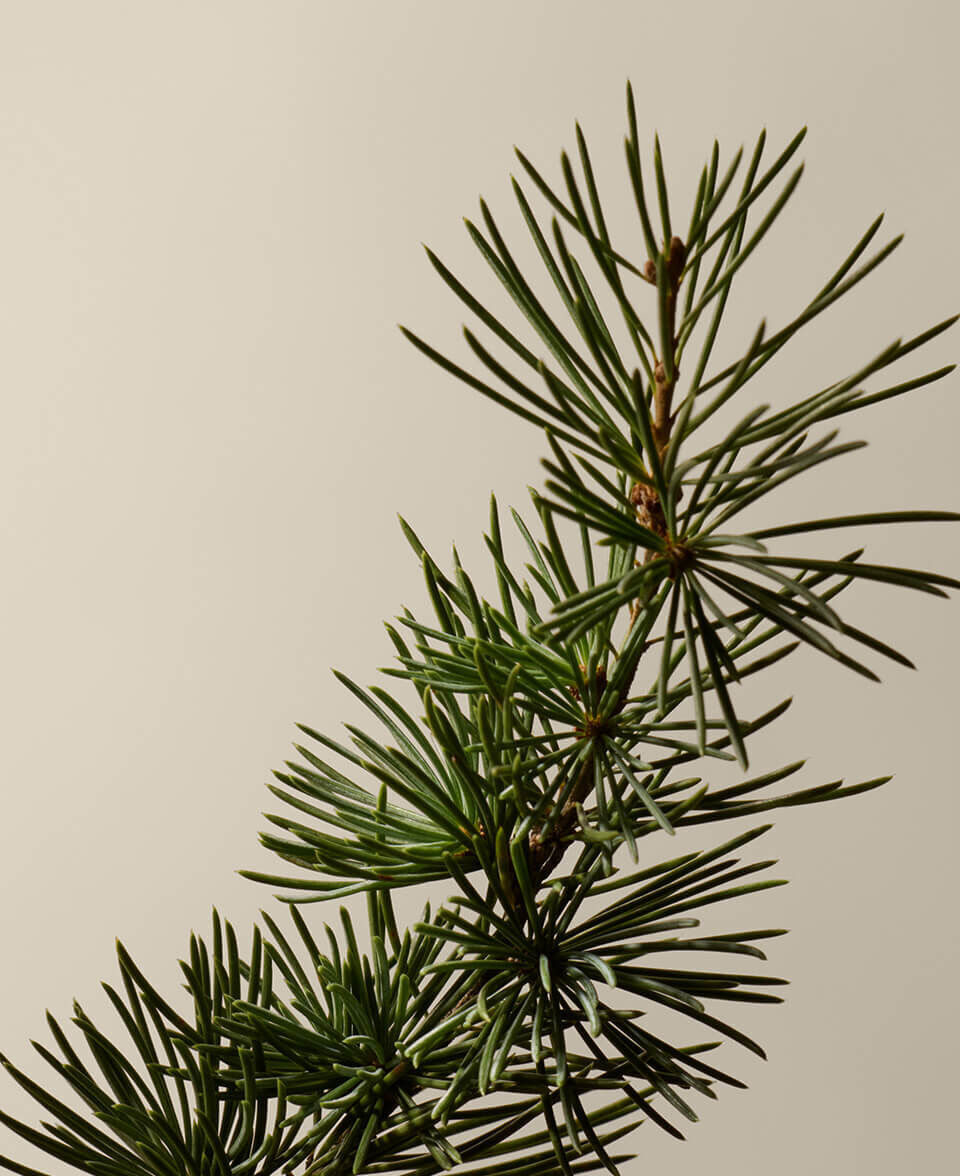 Herbaceous, Woody, Spicy Image